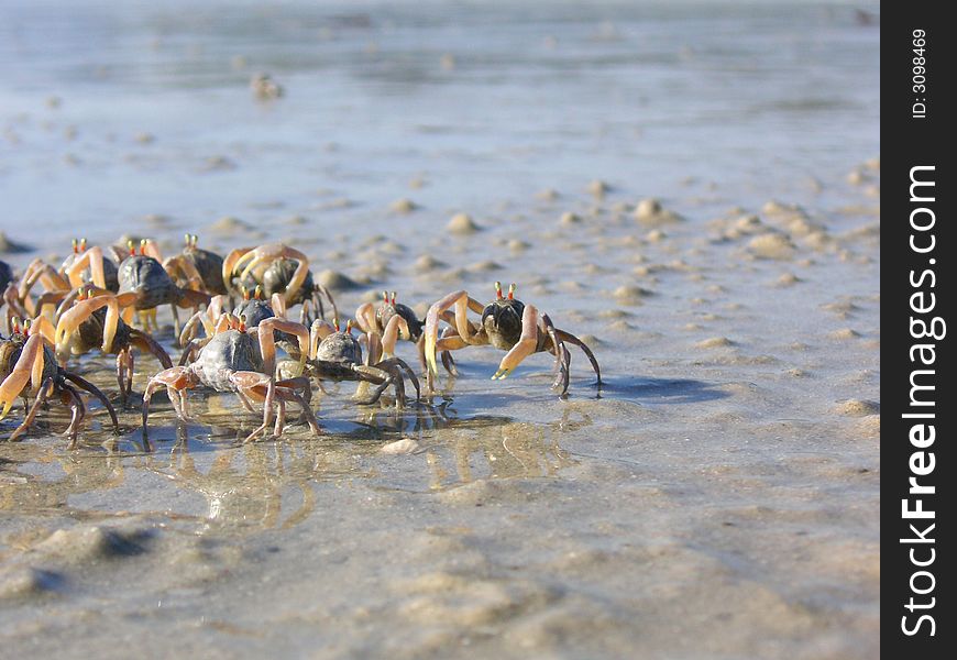 The little crabs walk at the seaside. The little crabs walk at the seaside