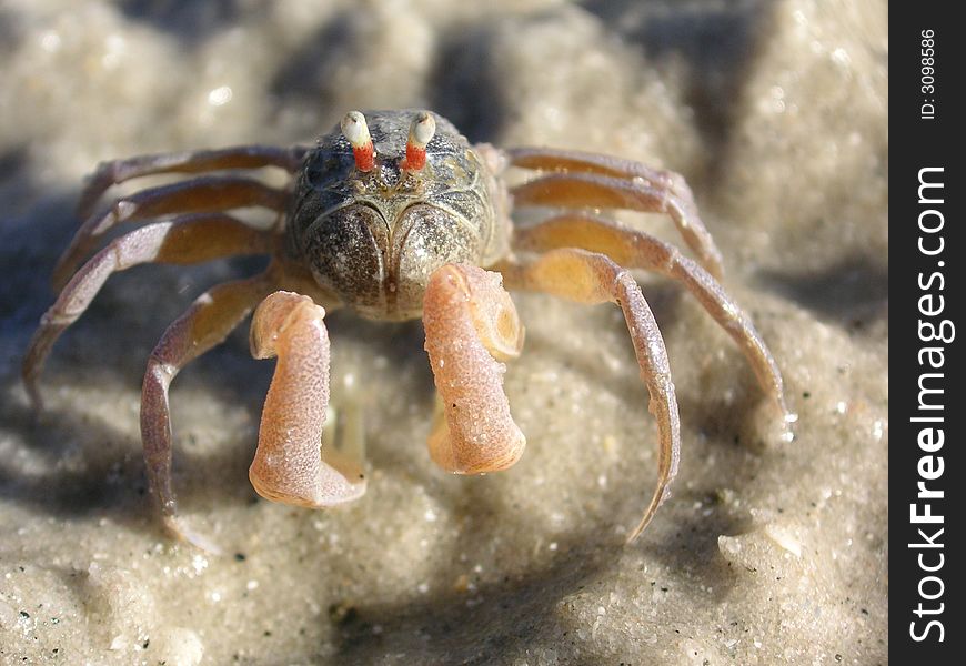 The little crab at the seaside. The little crab at the seaside