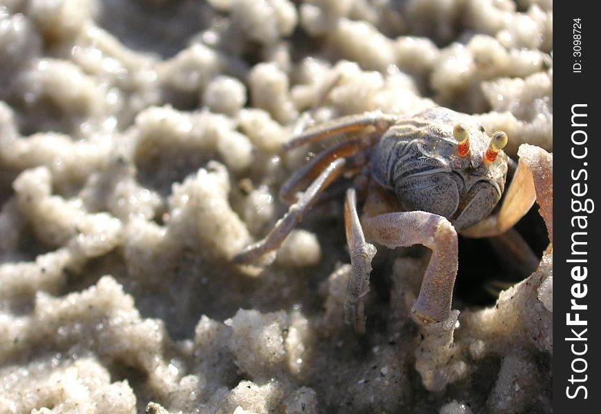 Crab 9