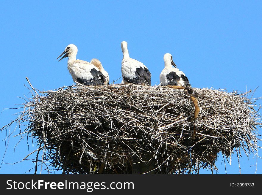 A stork nest with a few young storks waiting for their parents. A stork nest with a few young storks waiting for their parents.