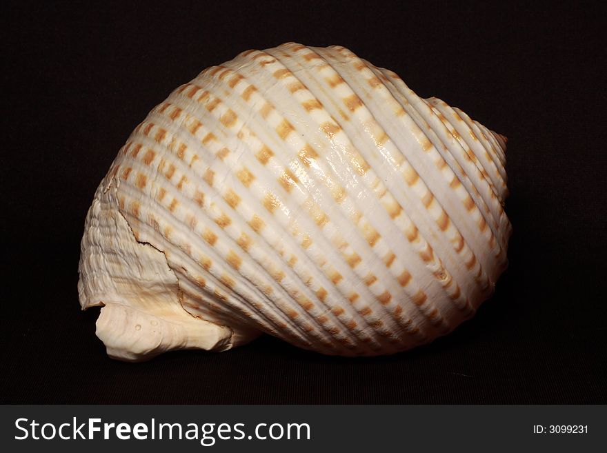 Sea shell. Marine underwater life.