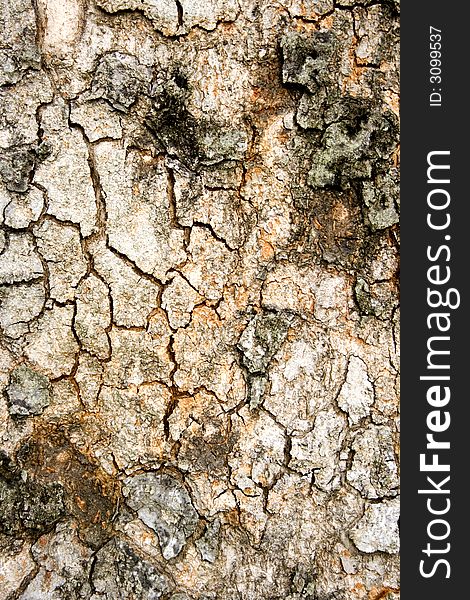 Texture on surface of a old tree. Texture on surface of a old tree.