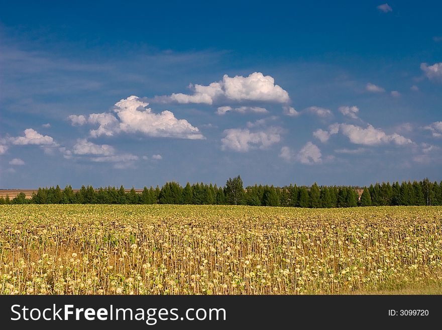 Summer landscape - sunflowers