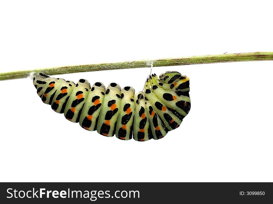 Caterpillar of swallowtail butterfly - Papilio machaon larva