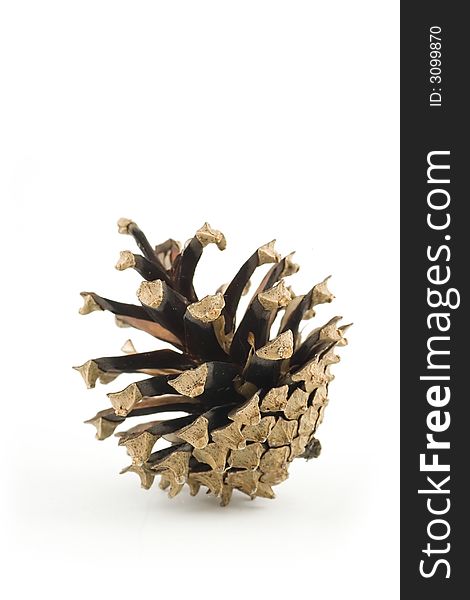 Pine Cone on white background