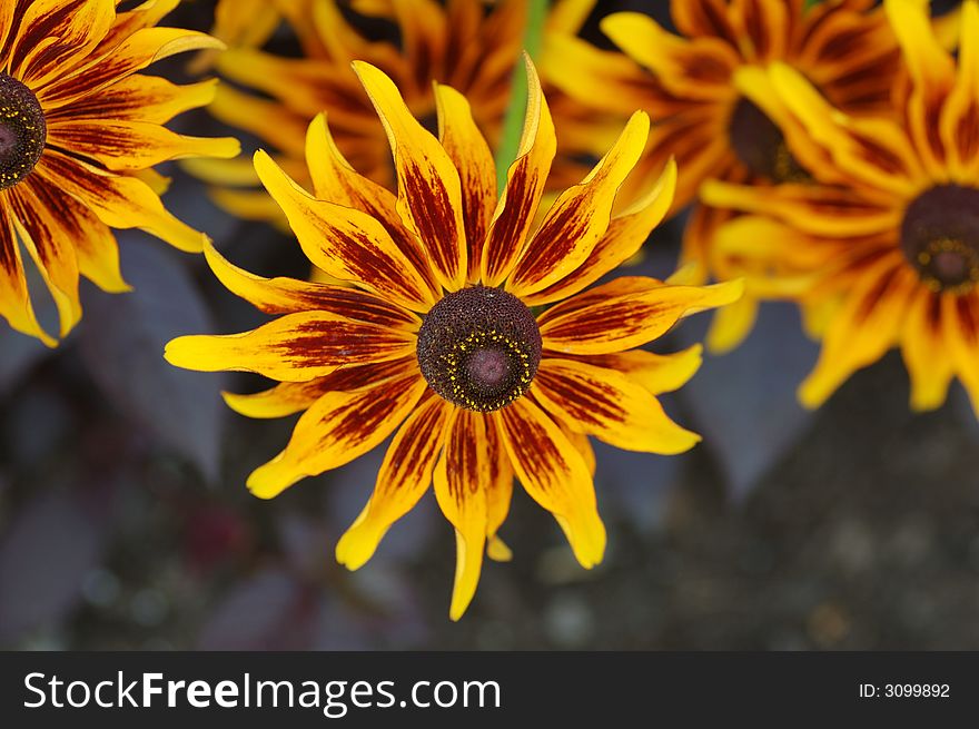 Fall color with rudbeckia flowers, common name, cone-flowers