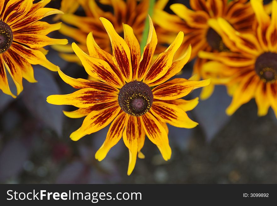 Rudbeckia Flowers