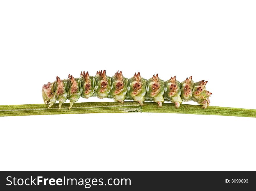 Caterpillar of Scarce Wormwood butterfly isolated on white