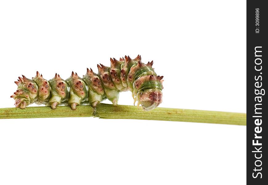 Caterpillar of Scarce Wormwood butterfly isolated on white