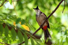 The Red-whiskered Bulbul Asian Bird Stock Image The Red-whiskered Bulbul Asian Bird Stock Image