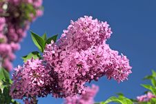 Beautiful Lilac Flowers Royalty Free Stock Photos Beautiful Lilac Flowers Royalty Free Stock Photos