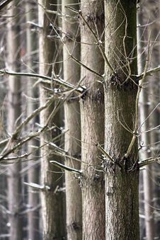 Parallel Trees In Winter Royalty Free Stock Images Parallel Trees In Winter Royalty Free Stock Images