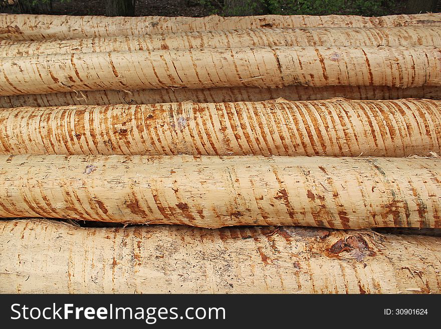 Excorticated logs and trunks in forest. Excorticated logs and trunks in forest