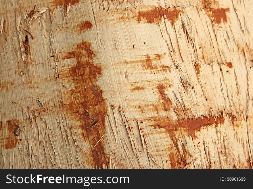 Excorticated log in forest for use as background or texture