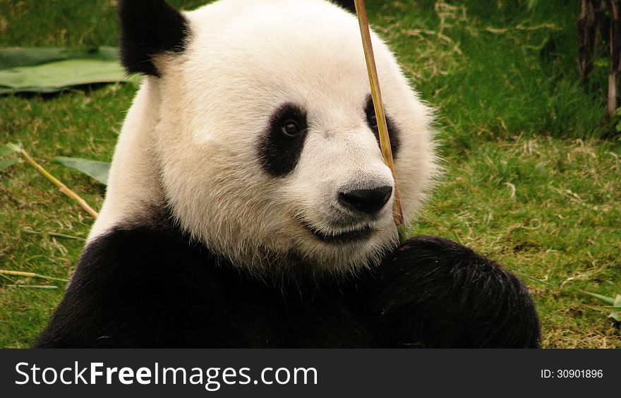 Panda Holding A Bamboo Stick
