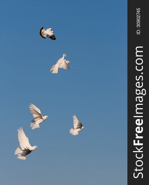Pigeons flying freely in the sky