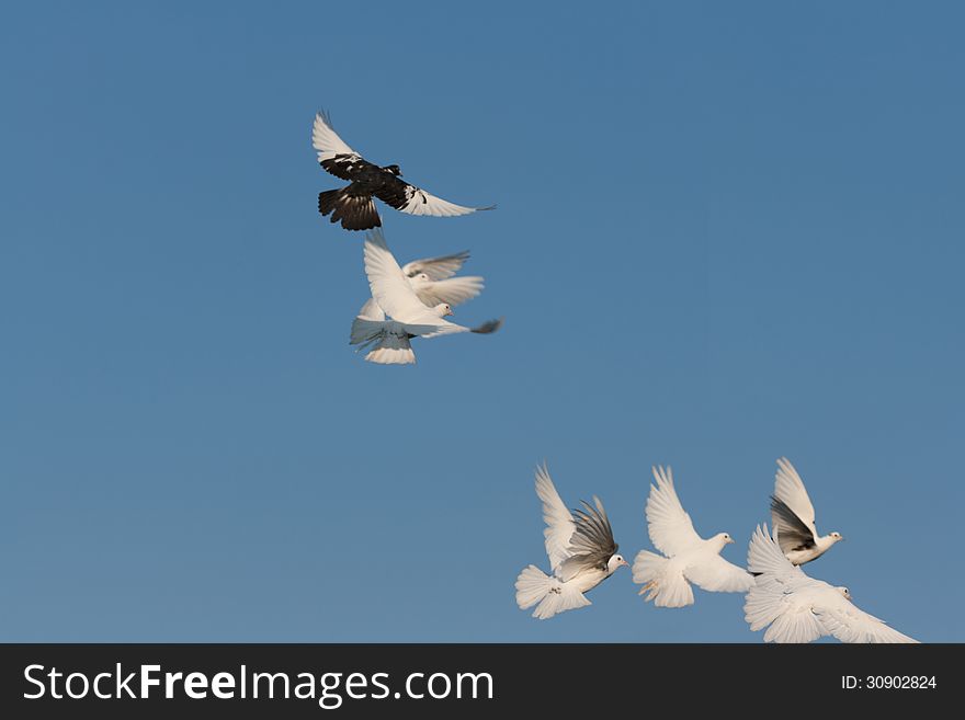 Pigeons flying freely in the sky. Pigeons flying freely in the sky