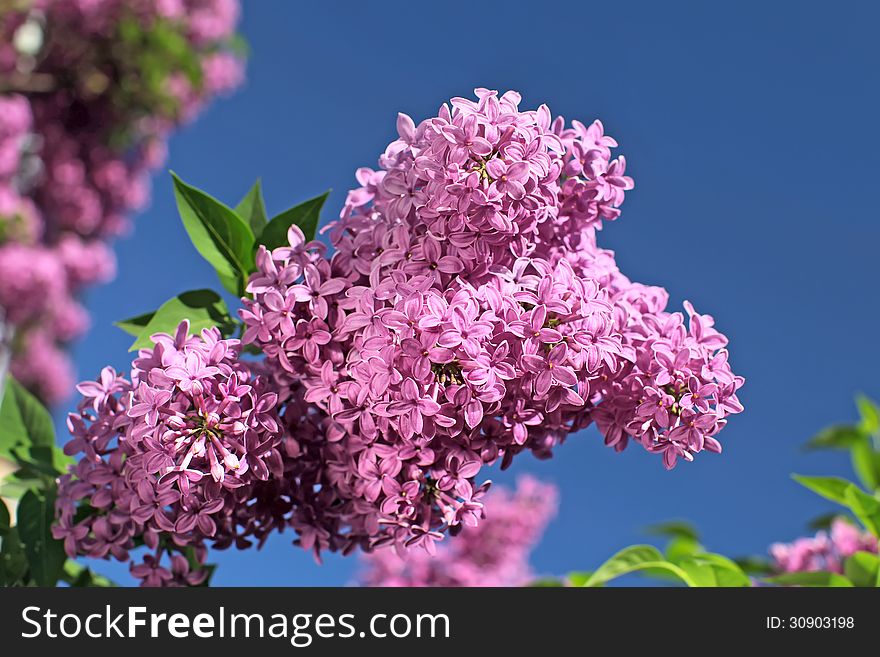 Beautiful Lilac Flowers over blue sky background