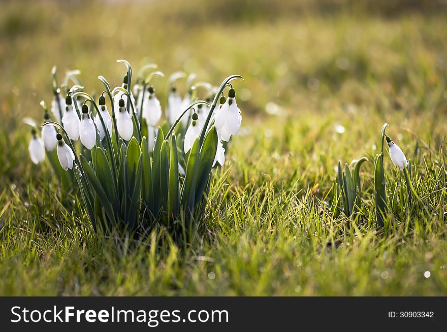 Little white snowdrops in early Spring