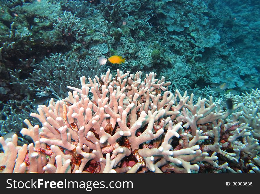 Two colorful fishes are kissing above the coral reef. Two colorful fishes are kissing above the coral reef