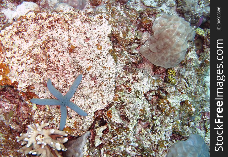 A blue starfish on the coral reef
