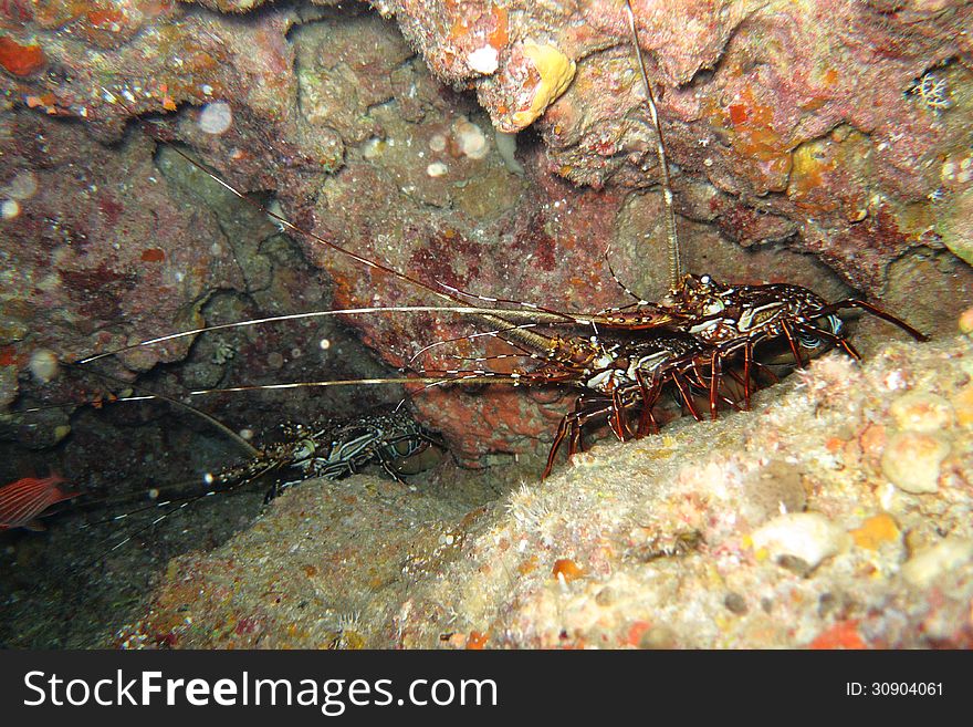 Wild lobsters in the sea