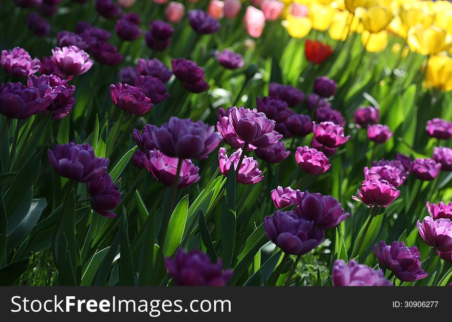 The blooming tulips in springtime