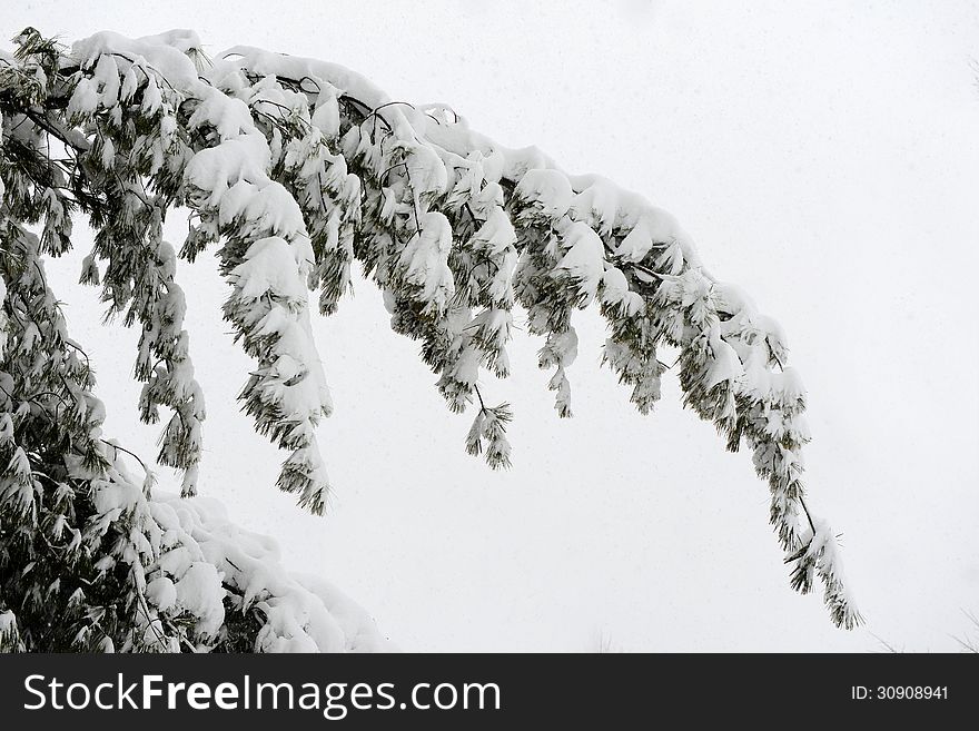 Tree branch covered with snow on a white background