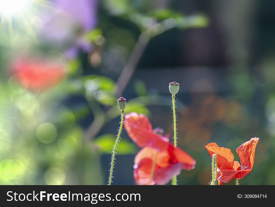 Close up of Winter flowers Red Poppy with bokeh of water drops on its petals in some garden in India. January 2024