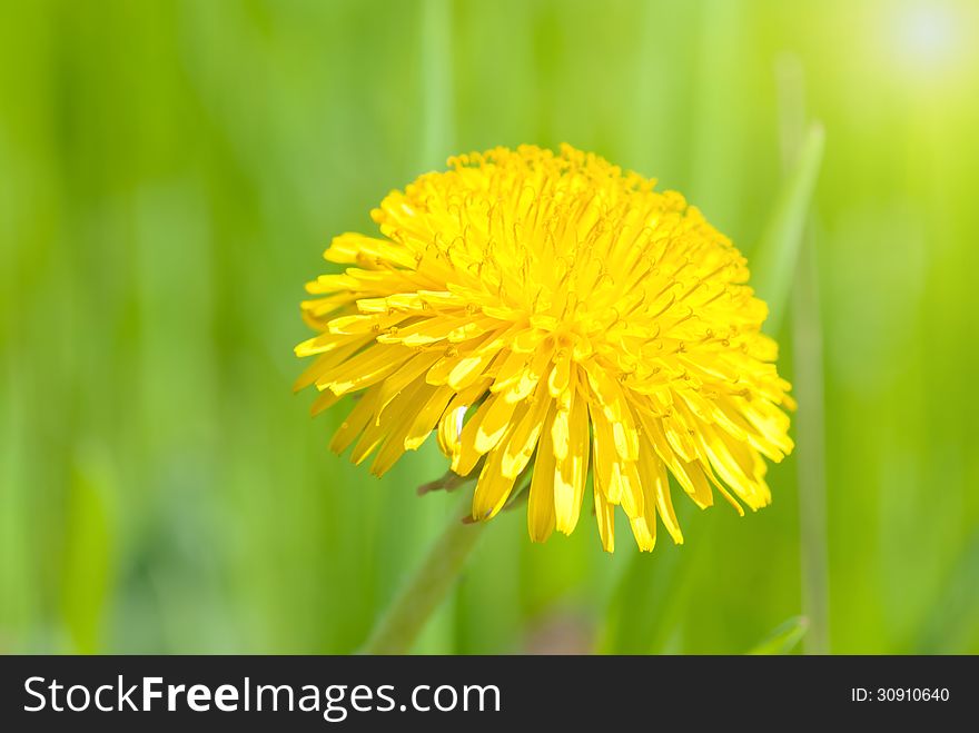 Beautiful Spring Flower Background