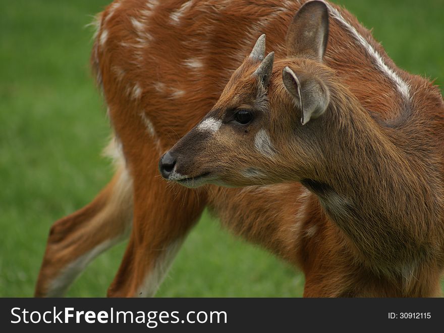 African Sitatunga Antelope in Wild