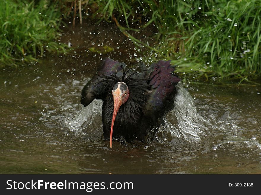 Black ibis having shower in pool. Black ibis having shower in pool