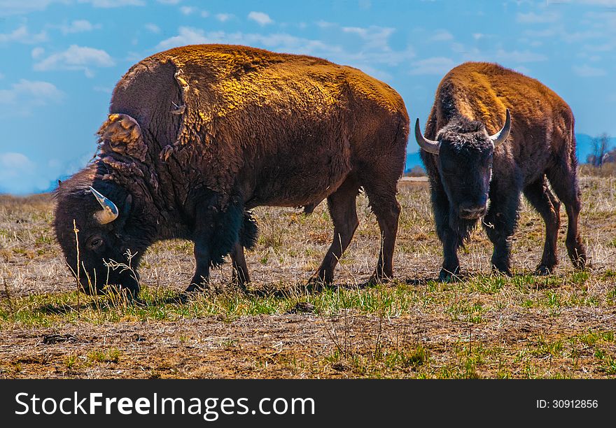 Two Bison In Field at Rocky Mountain Arsenal National Wildlife Refuge, Commerce City, Colorado, U.S.A. Horizontal. Two Bison In Field at Rocky Mountain Arsenal National Wildlife Refuge, Commerce City, Colorado, U.S.A. Horizontal