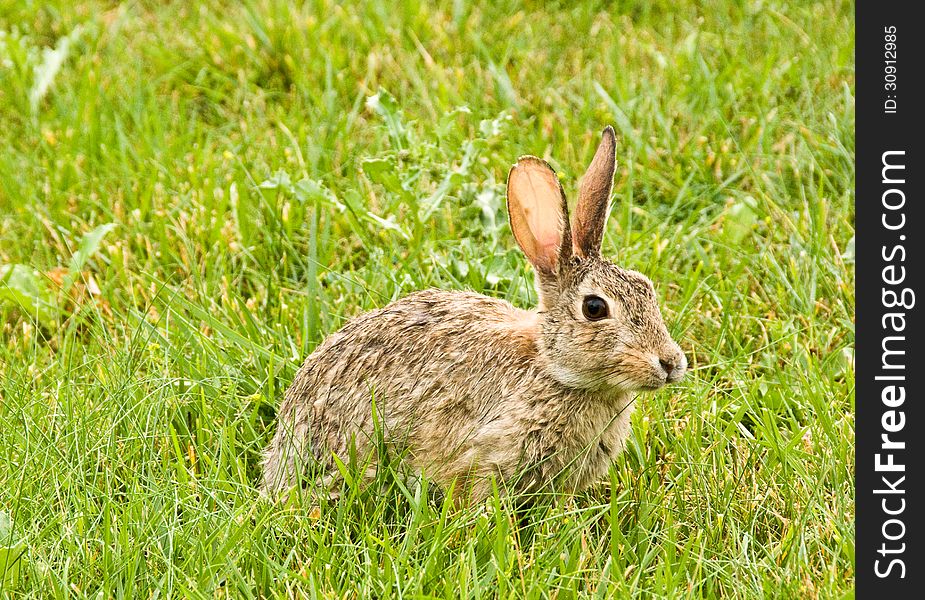 Bunny with long ears in field of grass on a sunny day Horizontal. Bunny with long ears in field of grass on a sunny day Horizontal
