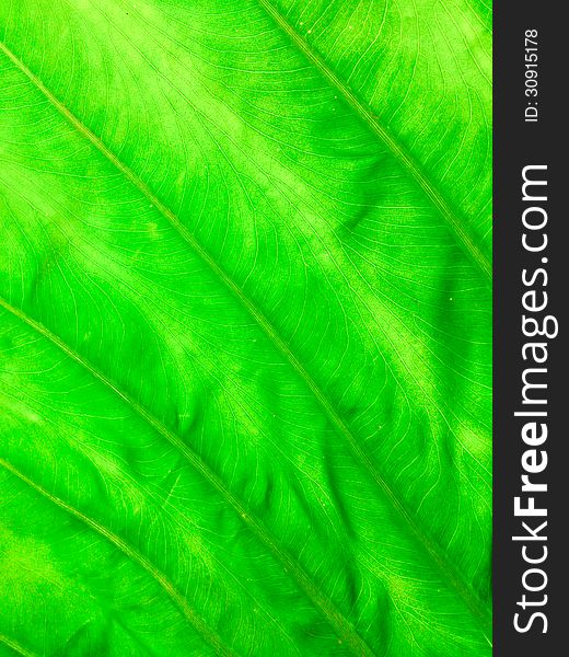 Texture Of Green Leaf