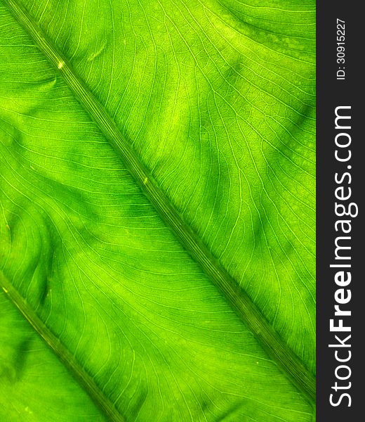 Texture of a green leaf as background. Texture of a green leaf as background