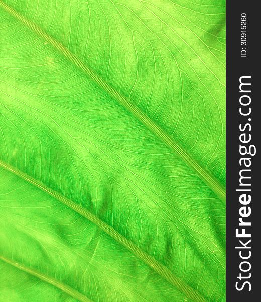 Texture of a green leaf as background. Texture of a green leaf as background