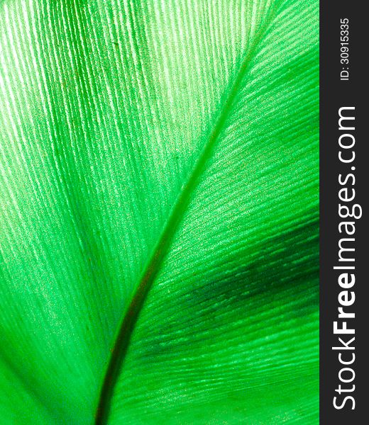 Texture Of Green Leaf