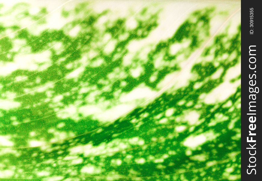 Texture Of Green Leaf