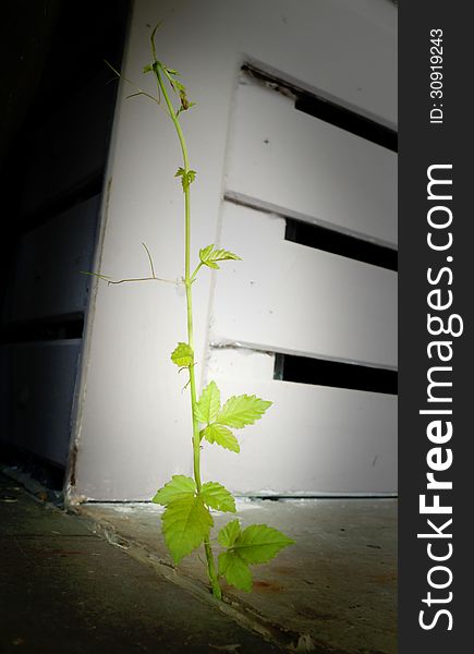 Plant rising sprout on cement ground.