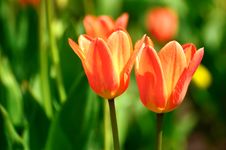 Two Red Tulips Stock Image Two Red Tulips Stock Image