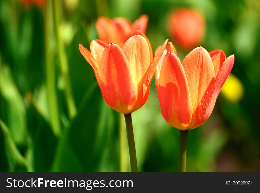 Two Red tulips