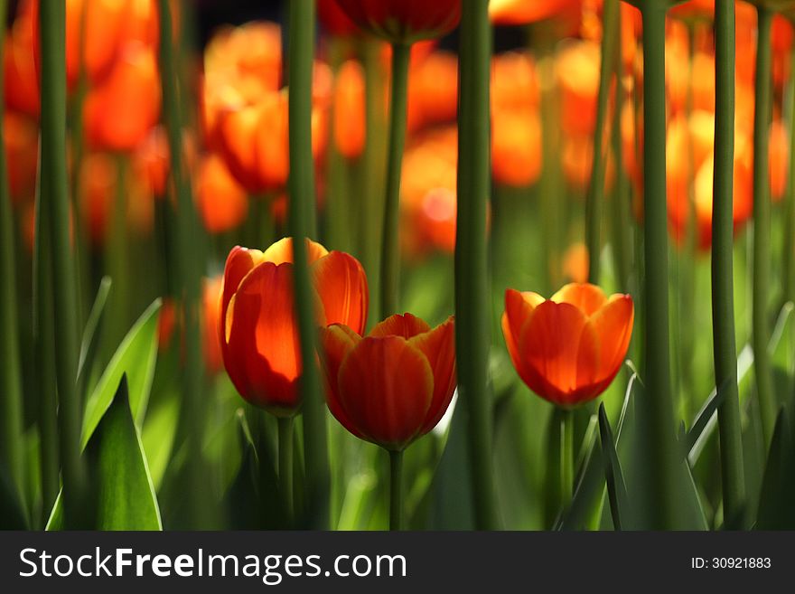 The blooming tulips in springtime