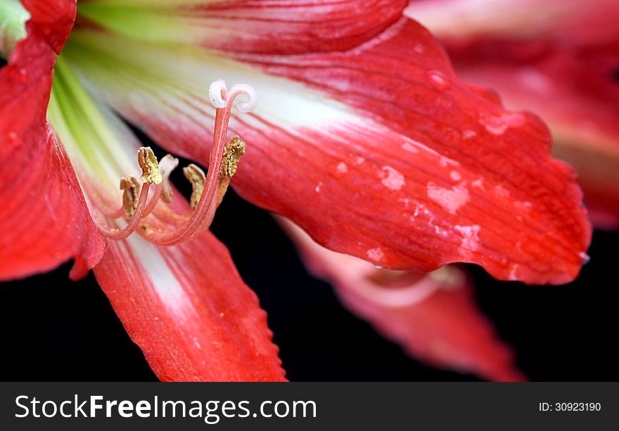 Easter Lilium red flower