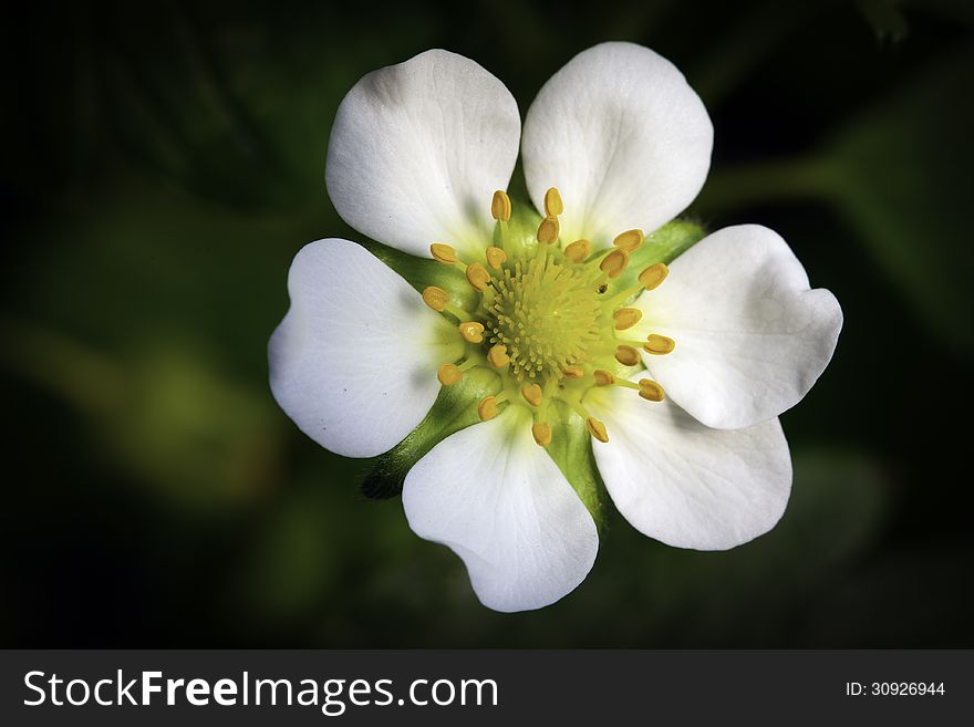 A strawberry flower is blooming.