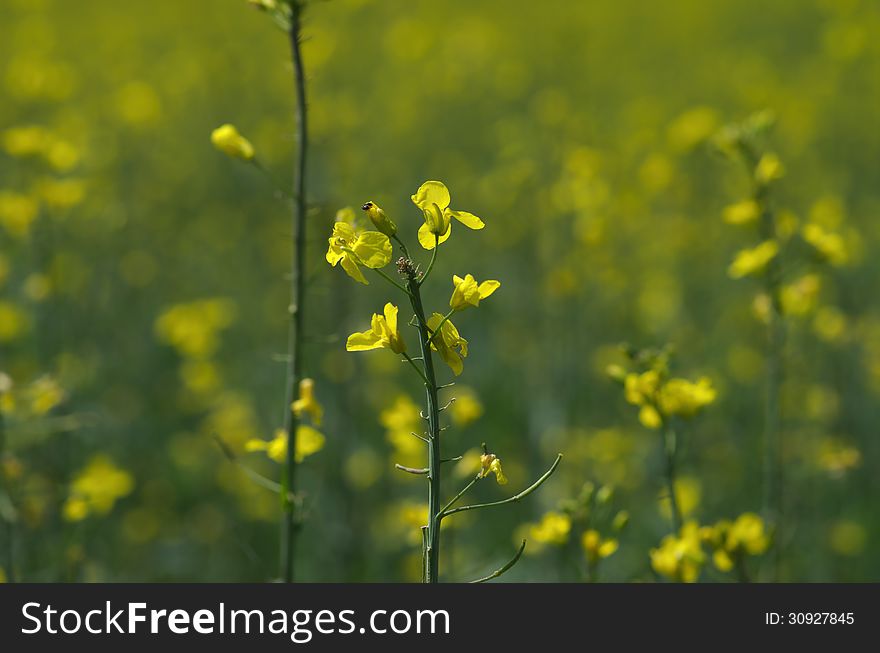 Rapeseed Flowers Close