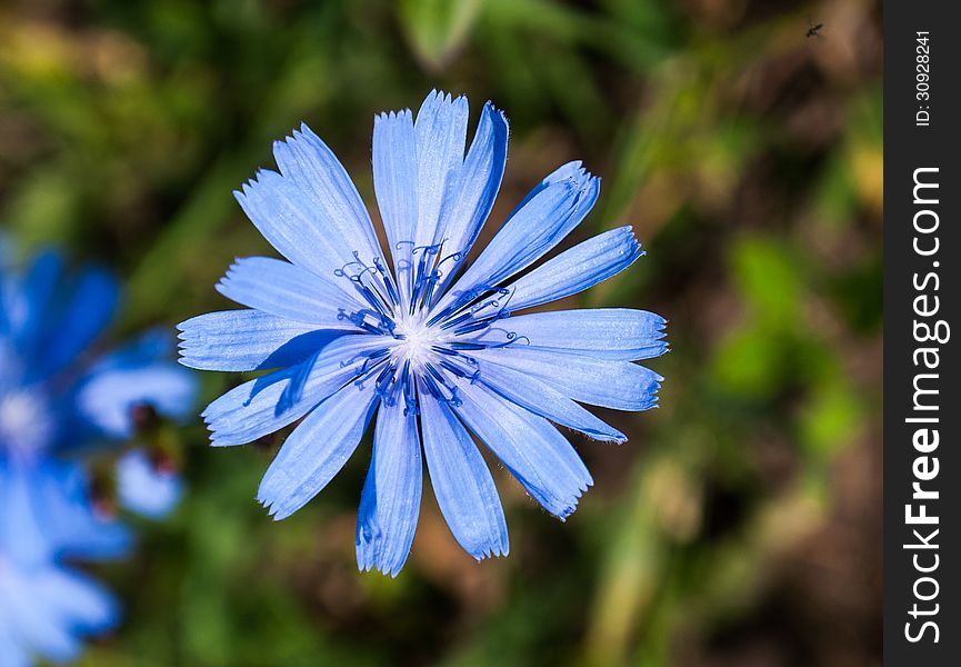 Blue blossom of Cichorium intybus. Blue blossom of Cichorium intybus