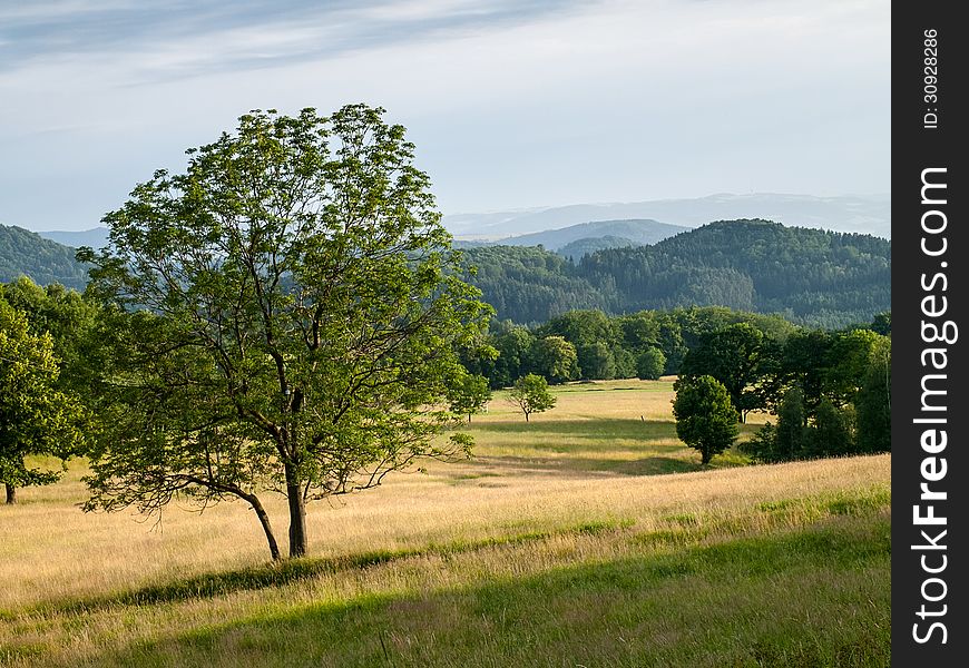 Lonely tree between meadows before sunset