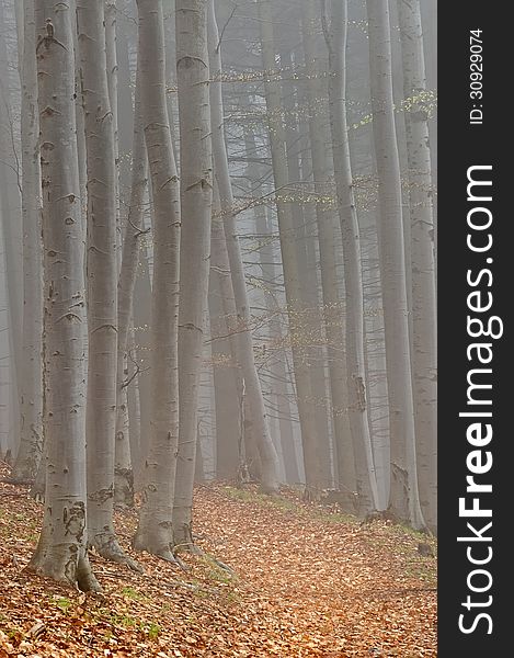 Spring beech forest with fog in background. Spring beech forest with fog in background