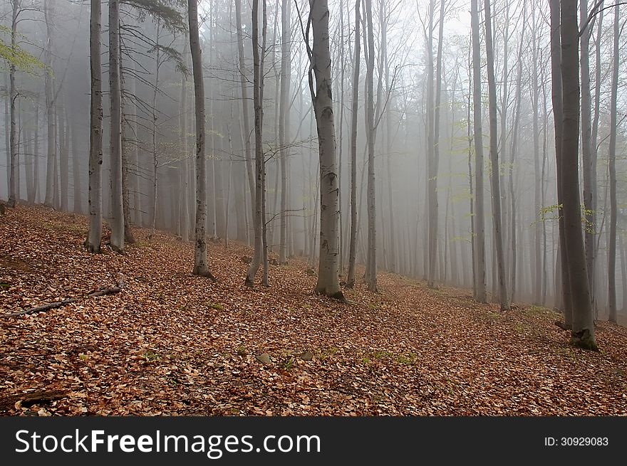 Spring beech forest with fog in background. Spring beech forest with fog in background